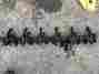 3126 235-5528 Caterpillar 1999 Rocker Arm Shaft